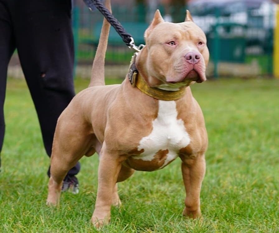 Temperamento do Pit Monster